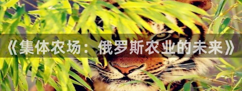 天辰娱乐官方网